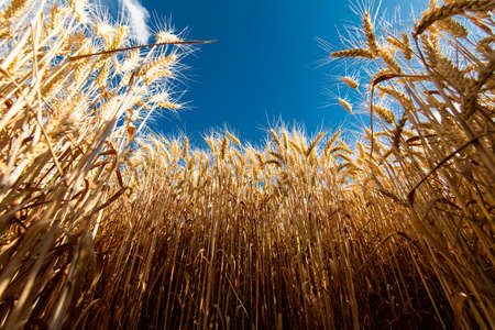Beautiful nature background with close up of Ears of ripe wheat on Cereal field