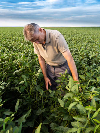 Farmer examining green soybean plant and crop in fieldの写真素材