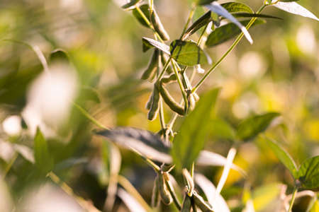 Close up of the soy bean plant in the fieldの写真素材
