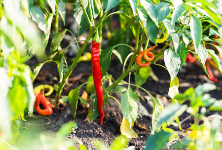 Sweet  bell peppers growing in the garden.の写真素材
