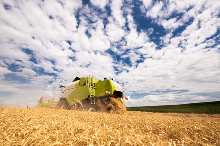 A combine harvester working in a wheat field