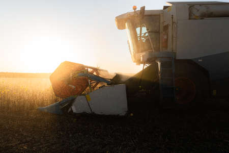 A combine harvesting soybeans at sunsetの写真素材
