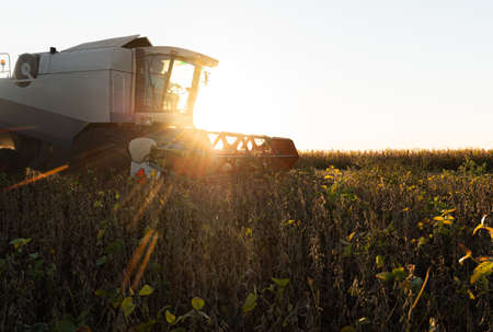 A combine harvesting soybeans at sunsetの写真素材