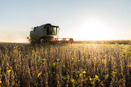 A combine harvesting soybeans at sunsetの写真素材