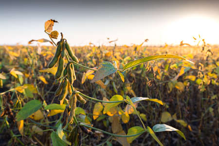 Close up of the soy bean plant in the field