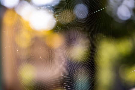Closeup of spider web  on a green blurry backgroundの写真素材