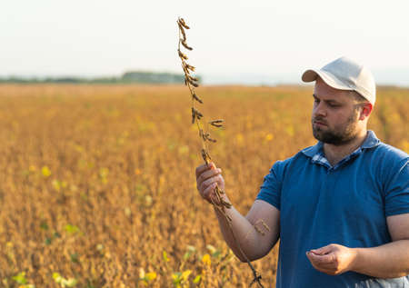 Farmer in soybean fields. Growth, outdoor.