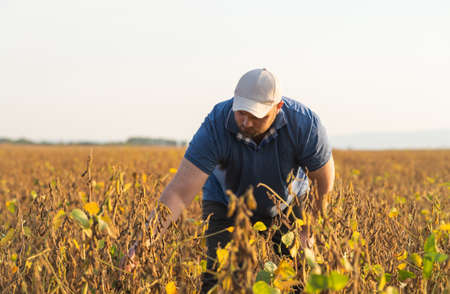 Farmer in soybean fields. Growth, outdoor.の写真素材