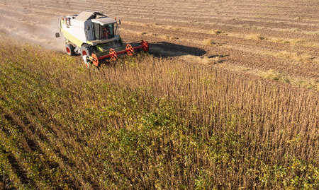 A combine harvesting soybeans at sunsetの写真素材