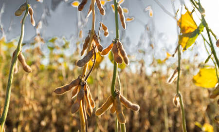Close up of the soy bean plant in the fieldの写真素材