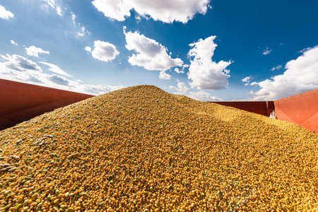 Pile of soybeans on the trailer after the harvest
