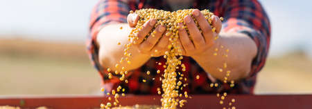 Farmer holding soy grains in his hands in tractor trailer after