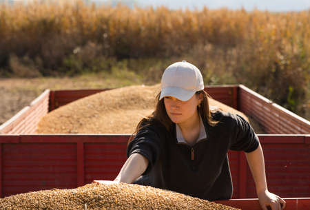 A young farmer watches a soybean plant during the harvestの写真素材