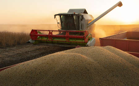 A combine harvesting soybeans at sunset