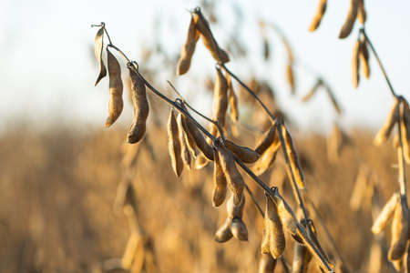 Close up of the soy bean plant in the field