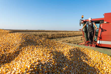 Young farmer on a break in combine after harvest cornの写真素材