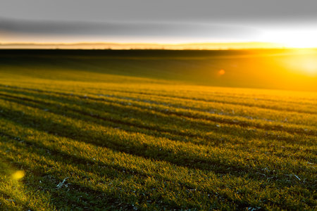 Beautiful morning landscape of sunset over young green cereal fieldの写真素材