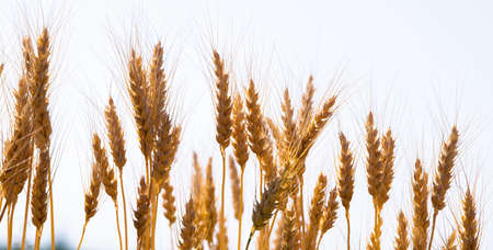 Ripe ears of wheat in field during harvest close up. Agriculture summer landscape.の写真素材