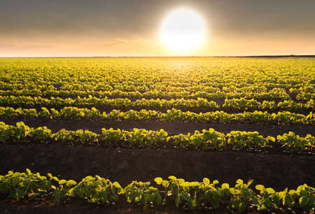 Open soybean field at sunset.Soybean field .の写真素材