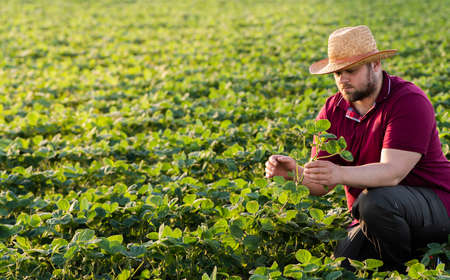 Farmer in soybean fields. Growth, outdoor.の写真素材