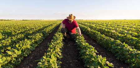 Farmer in soybean fields. Growth, outdoor.の写真素材