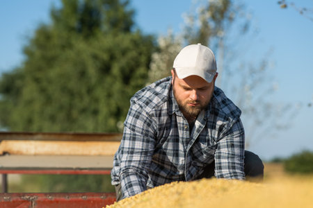 Farmer holding soy grains in his hands in tractor trailer afterの写真素材