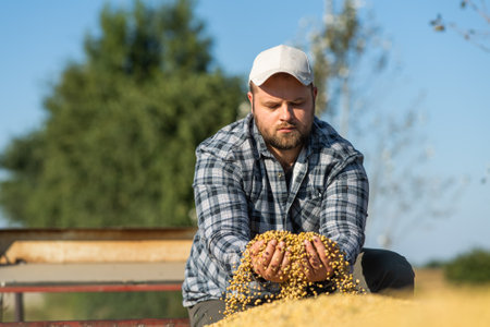 Farmer in soybean fields. Growth, outdoor.の写真素材