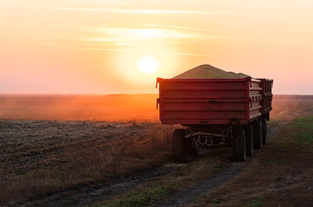 Trailer of a truck fully loaded with soybeans in sunsetの写真素材