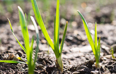 Young green spring shoots of green onion in the gardenの写真素材