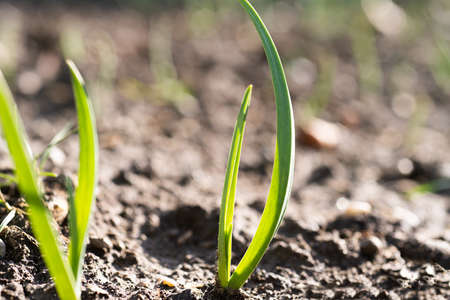 Young green spring shoots of green onion in the garden