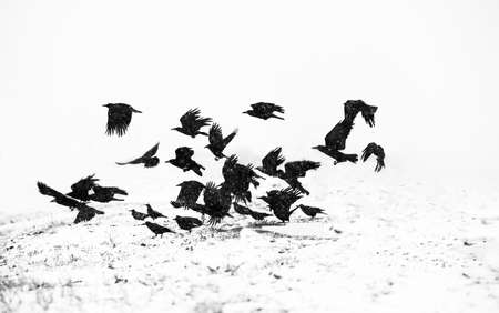 Flock of crows over frozen fieldの写真素材