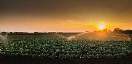 cabbage field with irrigation sprinkler watering