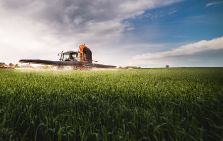 Farmer with tractor seeding - sowing crops at agricultural field. Plants, wheat.