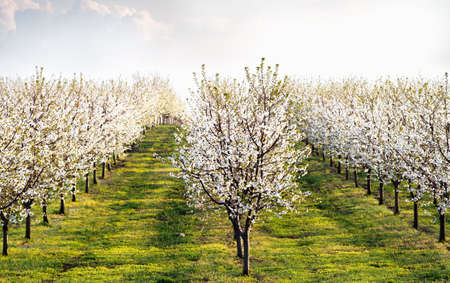 Cherry blossom fruit orchard in spring
