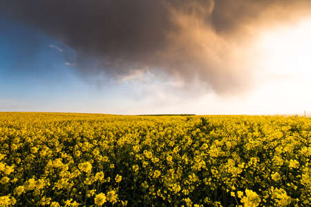 Yellow rapeseed field at the sunset. Sunlight illuminates yellow canola. Agricultural field. Rural...