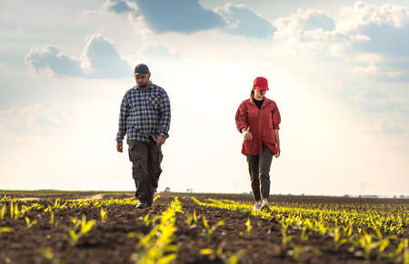 Young farmers examing  planted wheat in the fieldsの写真素材