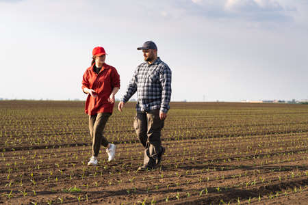 Young farmers examing  planted wheat in the fieldsの写真素材