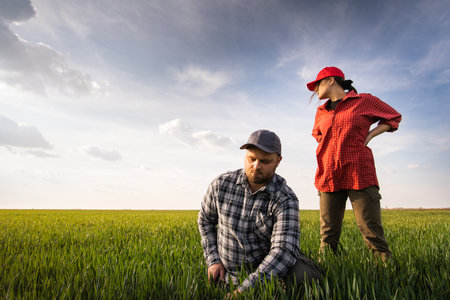 Young farmers examing  planted wheat in the fields