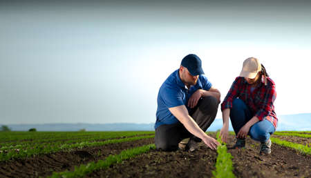 Young farmers examing planted young corn in springの写真素材