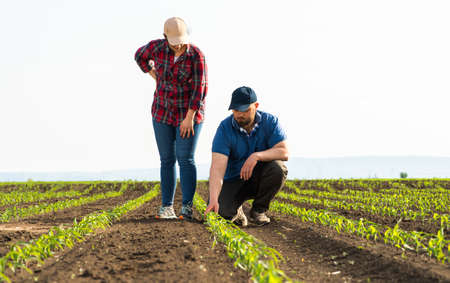 Young farmers examing planted young corn in spring