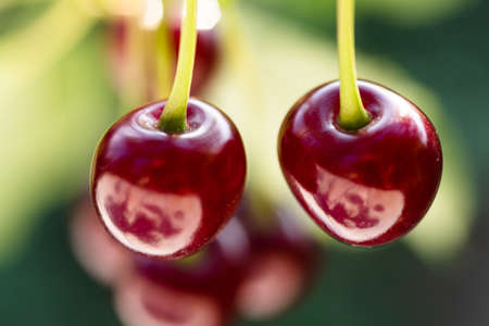 Detail of ripe red cherries on cherry treeの写真素材