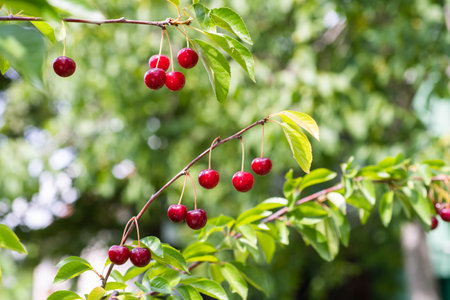 Closeup of sour cherries on cherry tree.