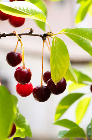 Closeup of sour cherries on cherry tree.の写真素材