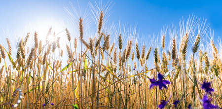 Beautiful wheat field almost ready for harvest with blue flowers.の写真素材