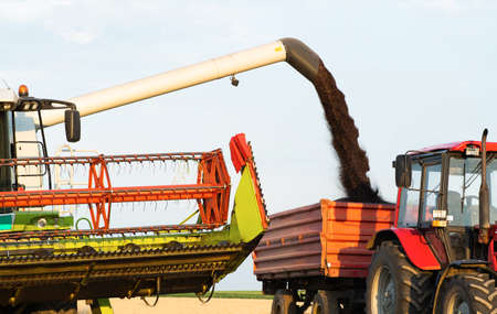 Combine dumps a load of canola into a graintrailer at harvest time.