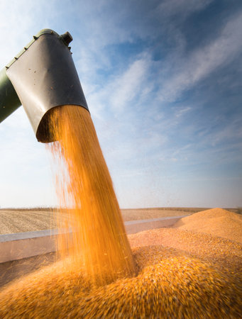 Grain auger of combine pouring corn into tractor trailer