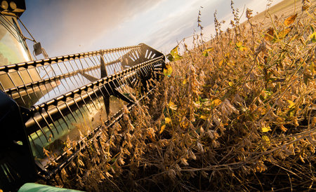 A combine harvesting soybeans at sunsetの写真素材