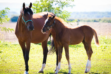 Mare and foal in a pasture