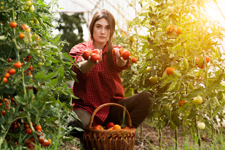 Young woman in a greenhouse picking some red tomatoesの写真素材