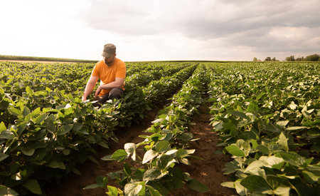 Farmer in soybean fields. Growth, outdoor.